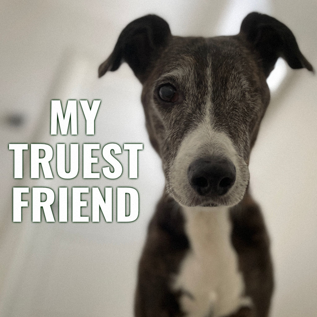 photo of a whippet dog with text title My Truest Friend